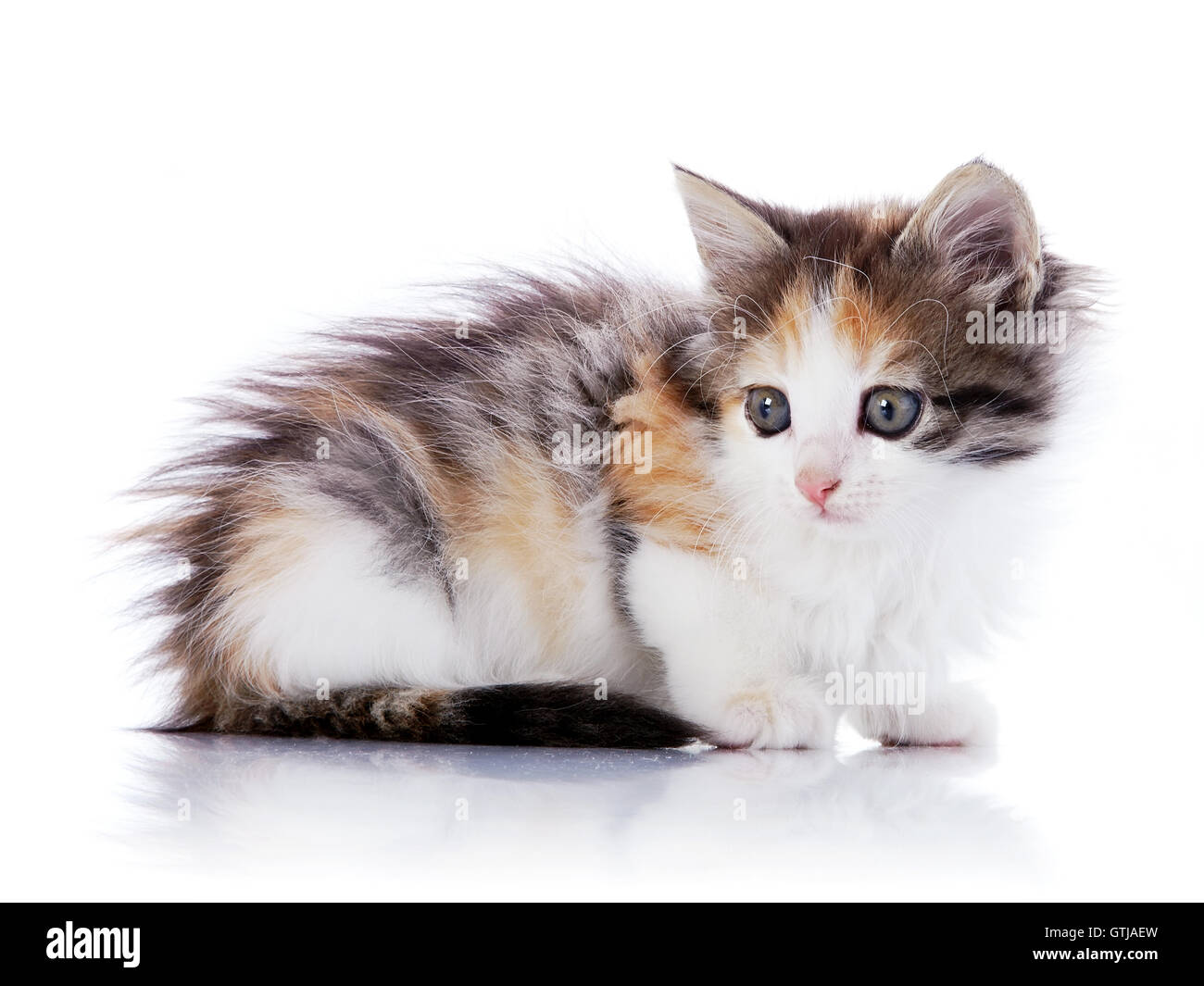Small Multi Colored Cat Stock Photo 118417345 Alamy