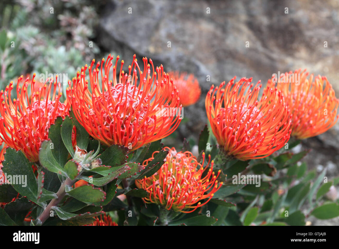 Leucospermum - Pincushion Protea Stock Photo