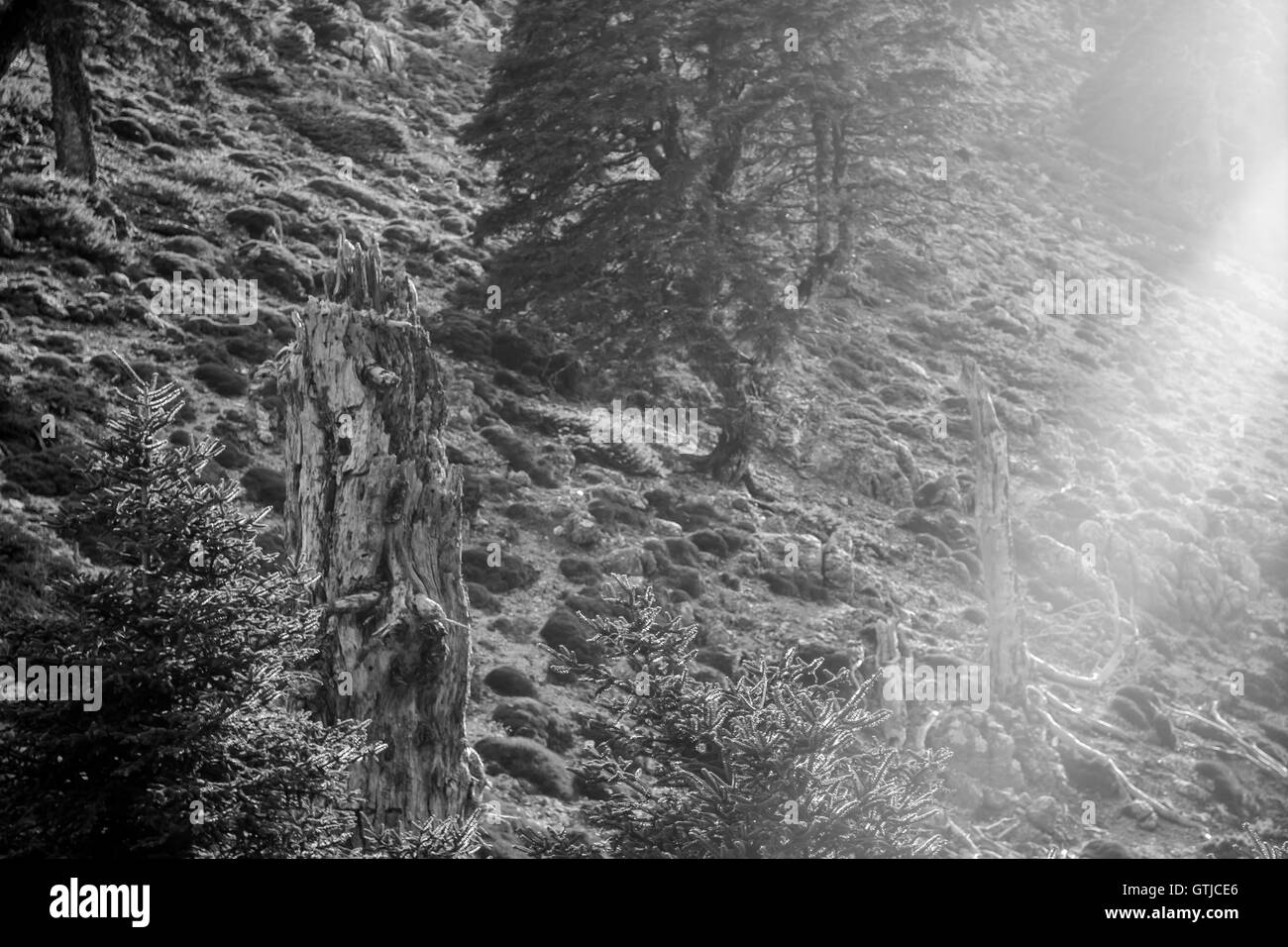 Tree trees trunk moss Black and White Stock Photos & Images - Alamy