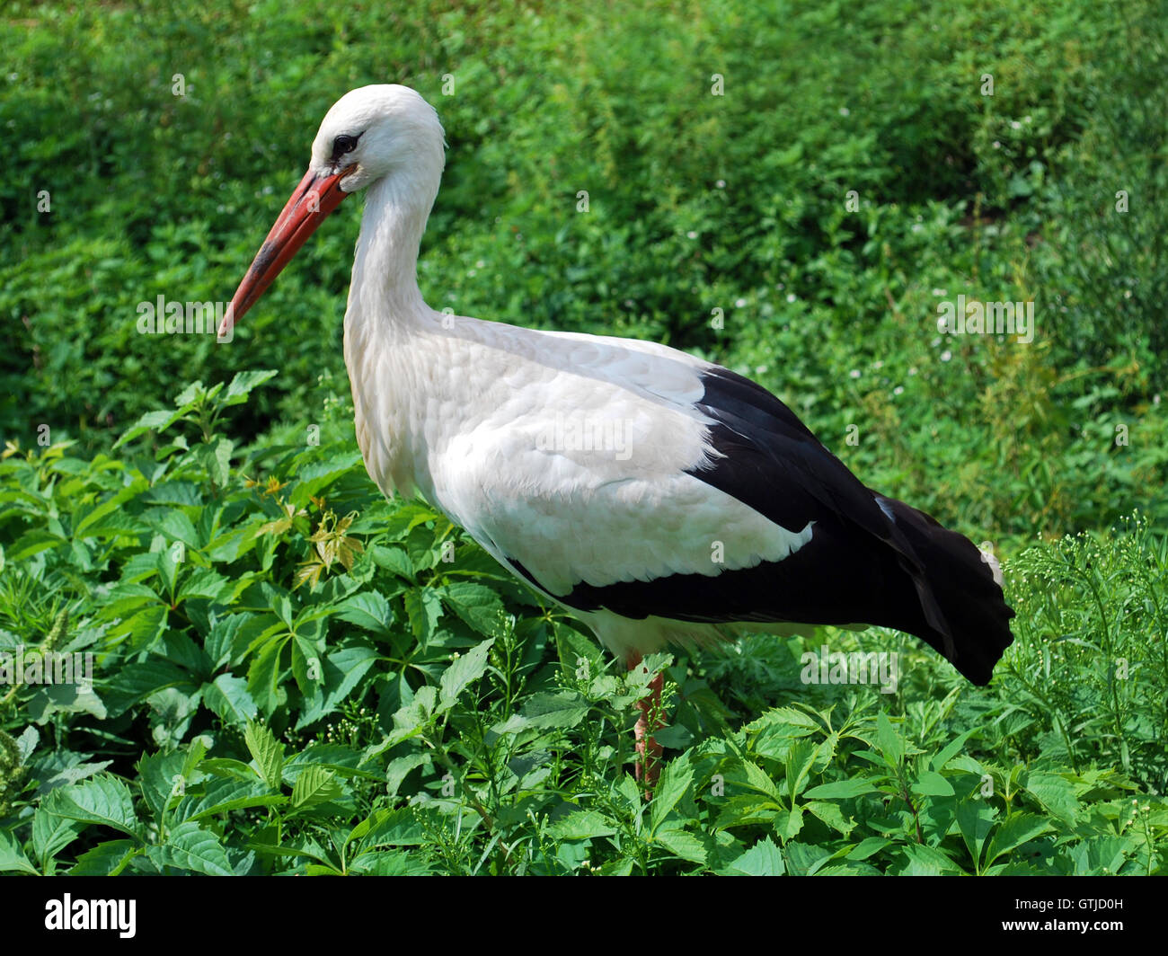 Big neck bird hi res stock photography and images Alamy