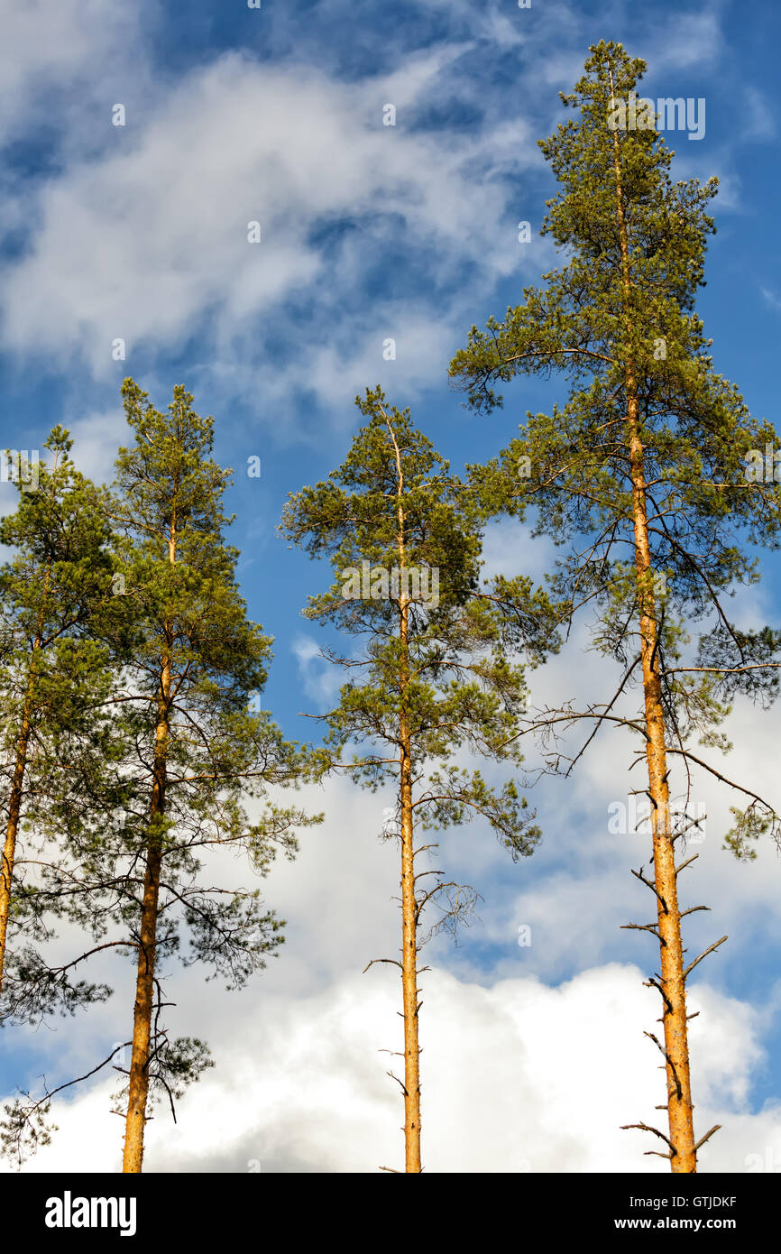 Pine trees and fir in the forest Stock Photo - Alamy