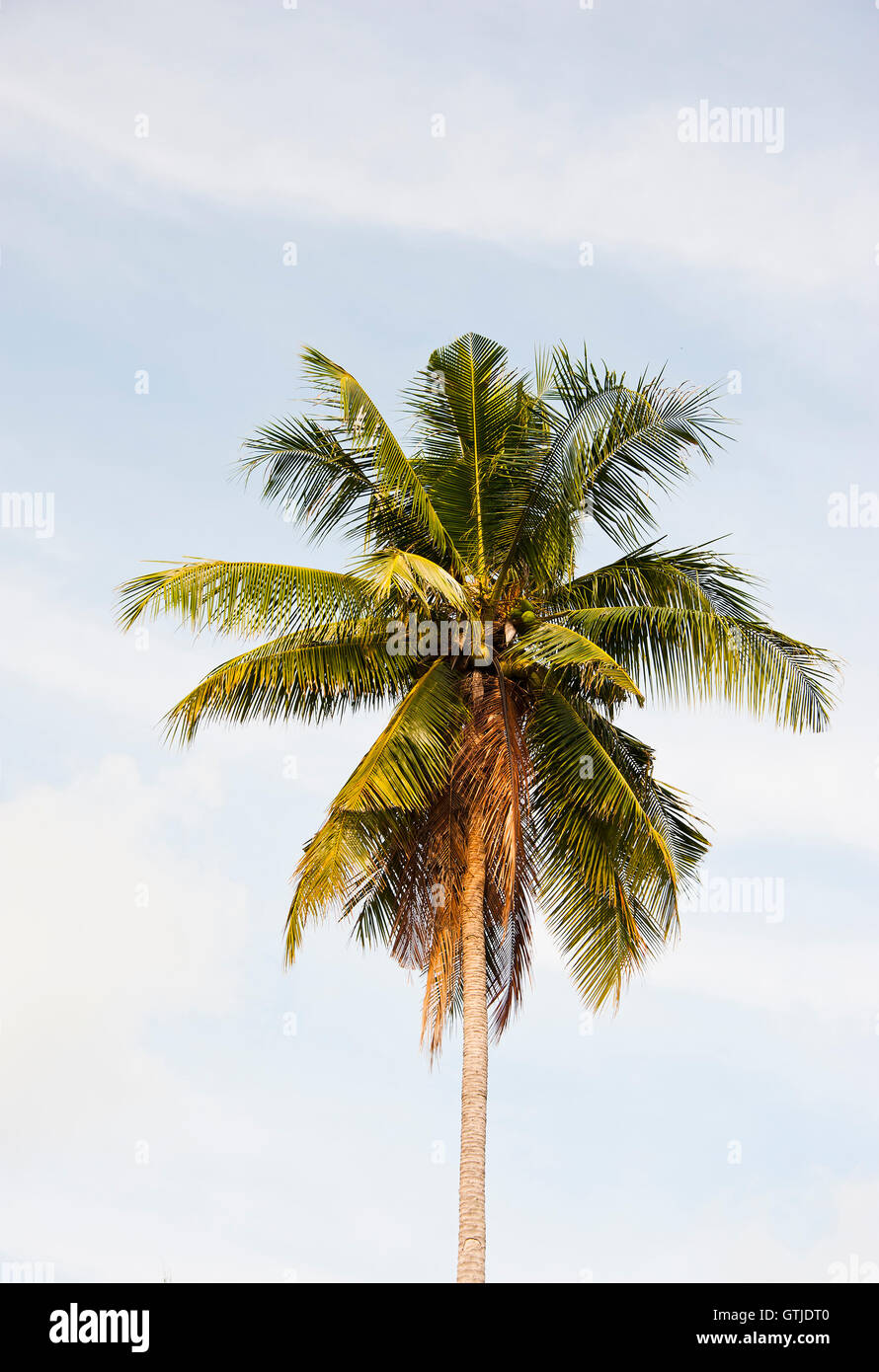 Single coconut tree hi res stock photography and images Alamy