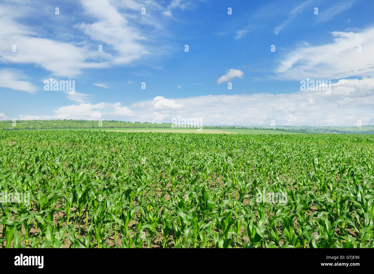 green corn field and blue sky Stock Photo - Alamy