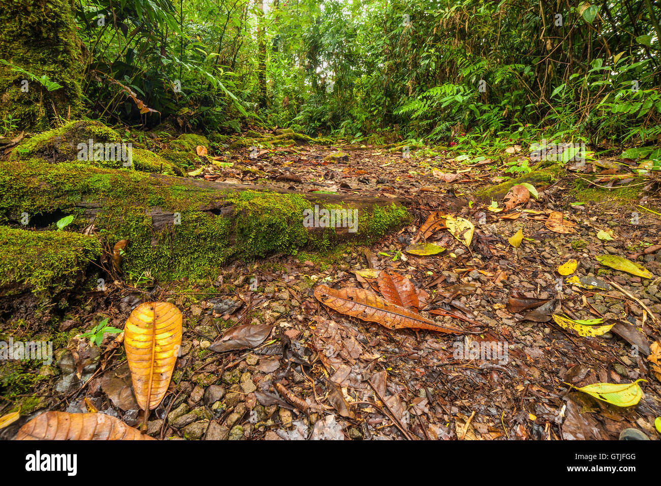 Mossy trees in cloud forest hi-res stock photography and images - Alamy