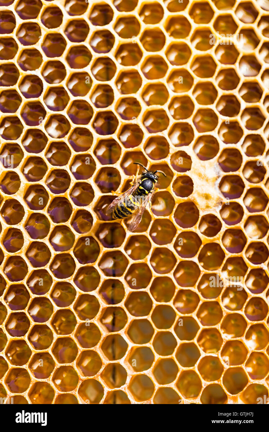 close-up texture of honeycomb with honey Stock Photo