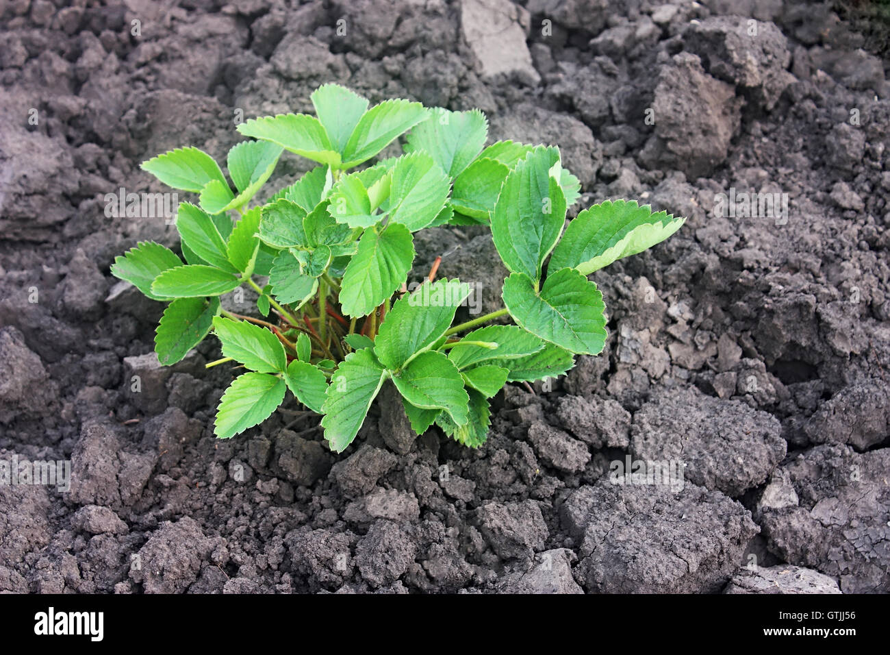beds with strawberry bush Stock Photo - Alamy