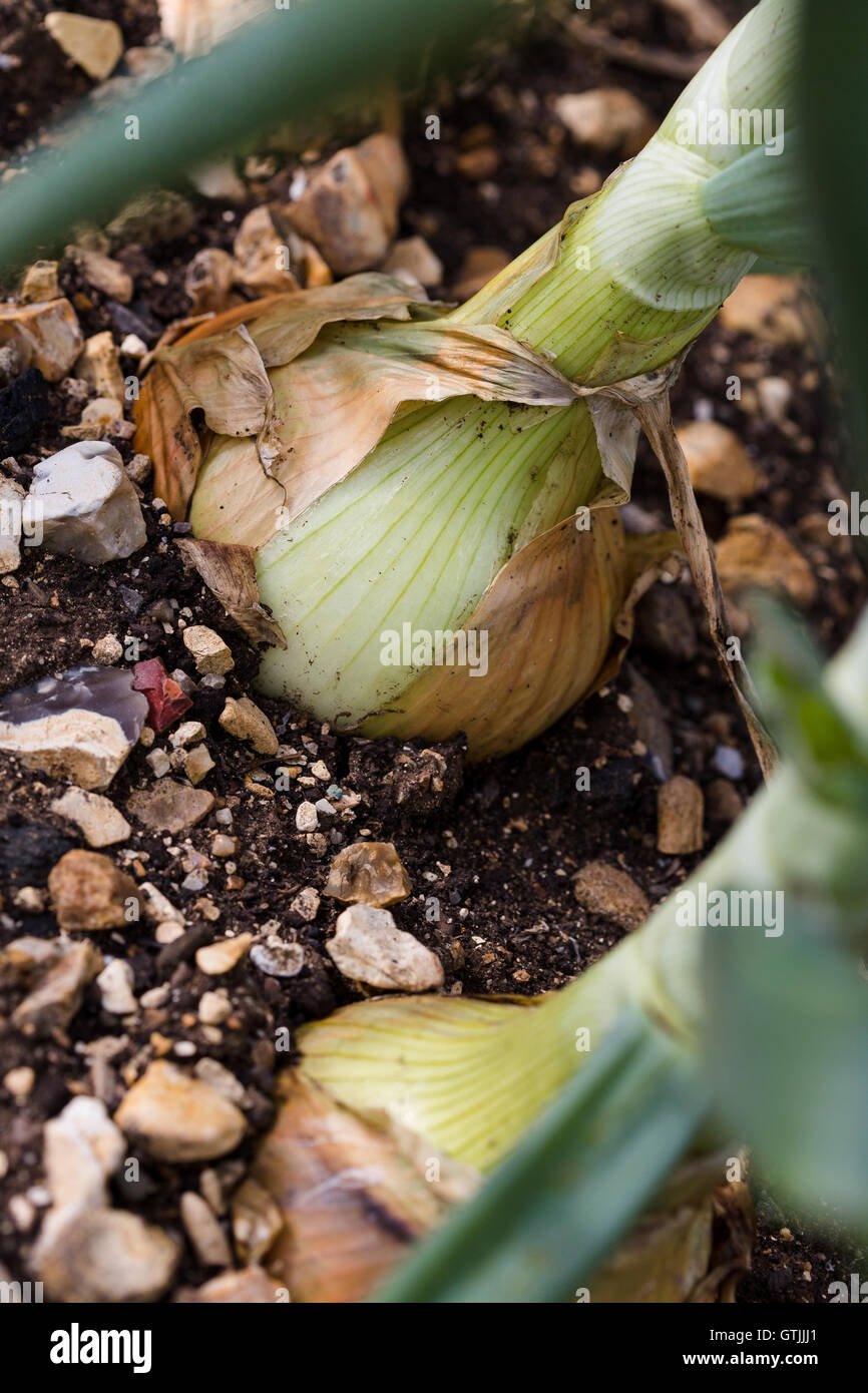Healthy foods onions hi-res stock photography and images - Alamy