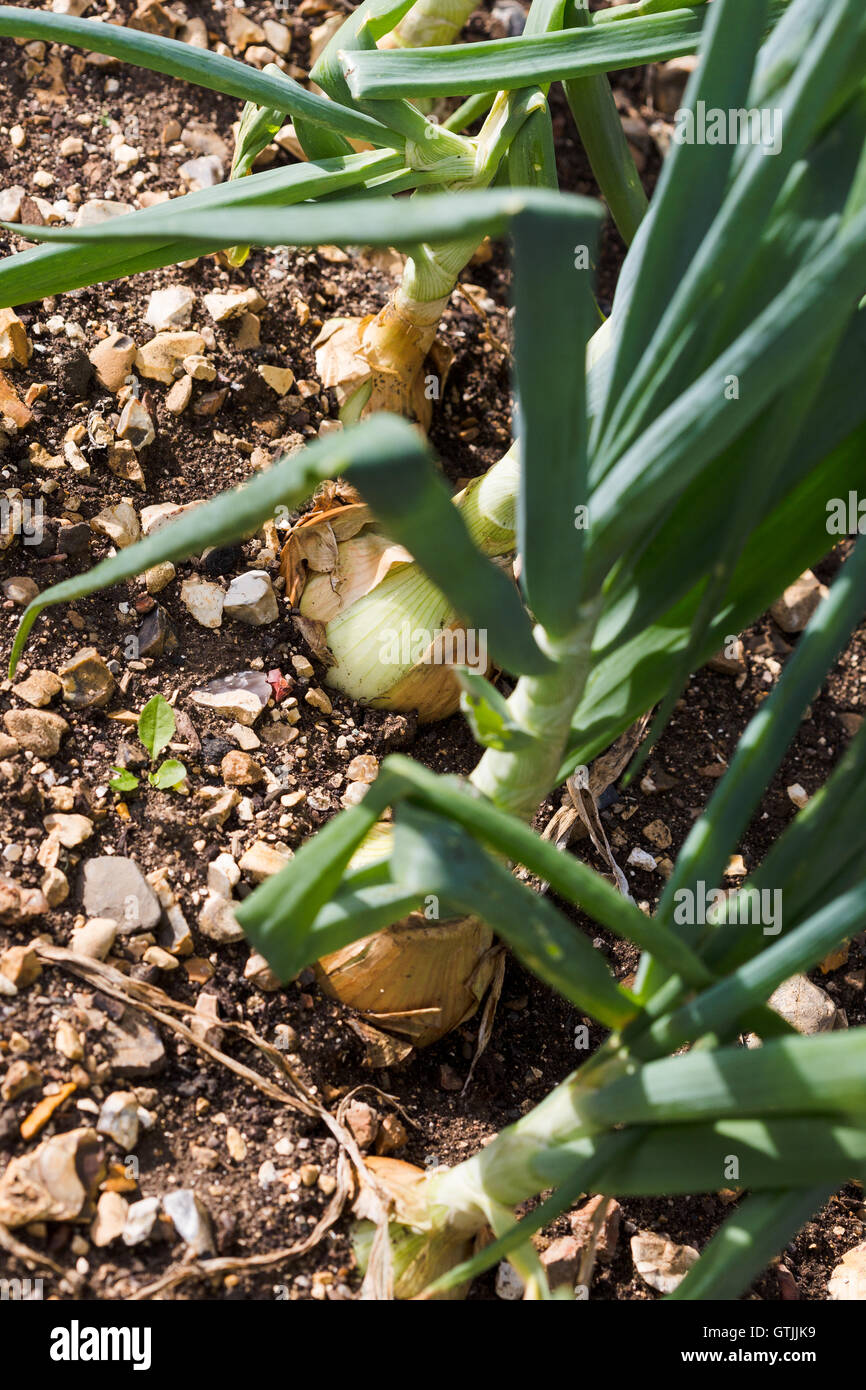 Fresh garden home grown onions England UK Stock Photo Alamy