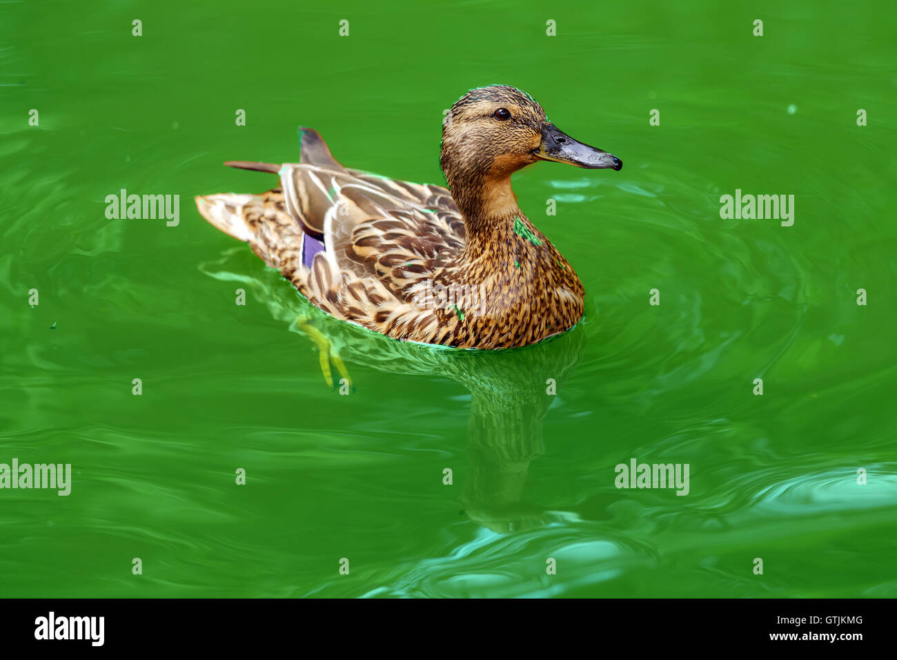 Duck in water Stock Photo