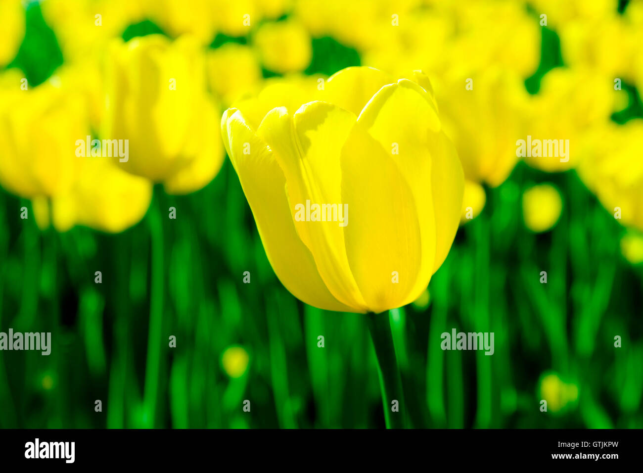 big yellow tulip on a background of flower bed Stock Photo - Alamy