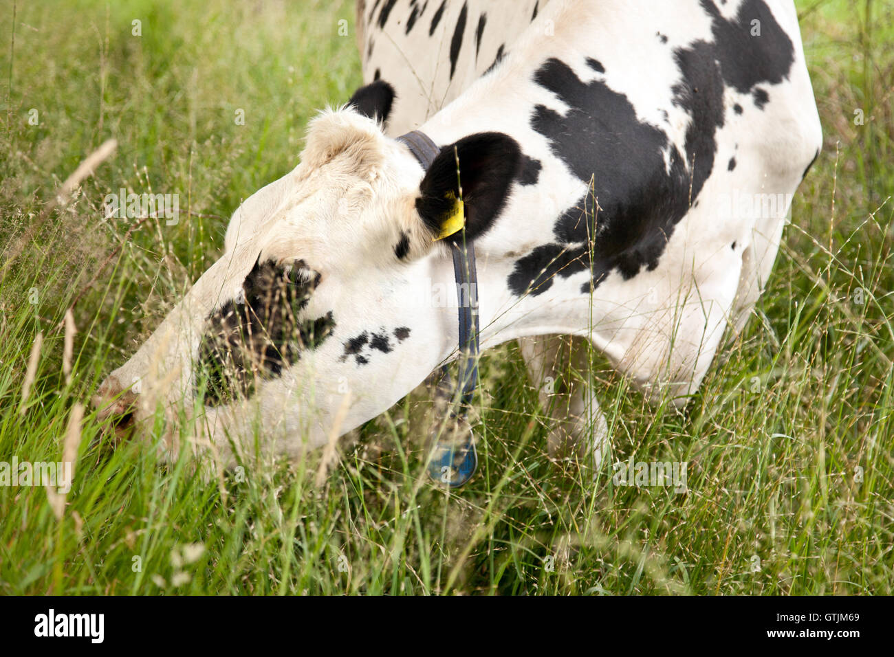black and white cow grazing Stock Photo - Alamy