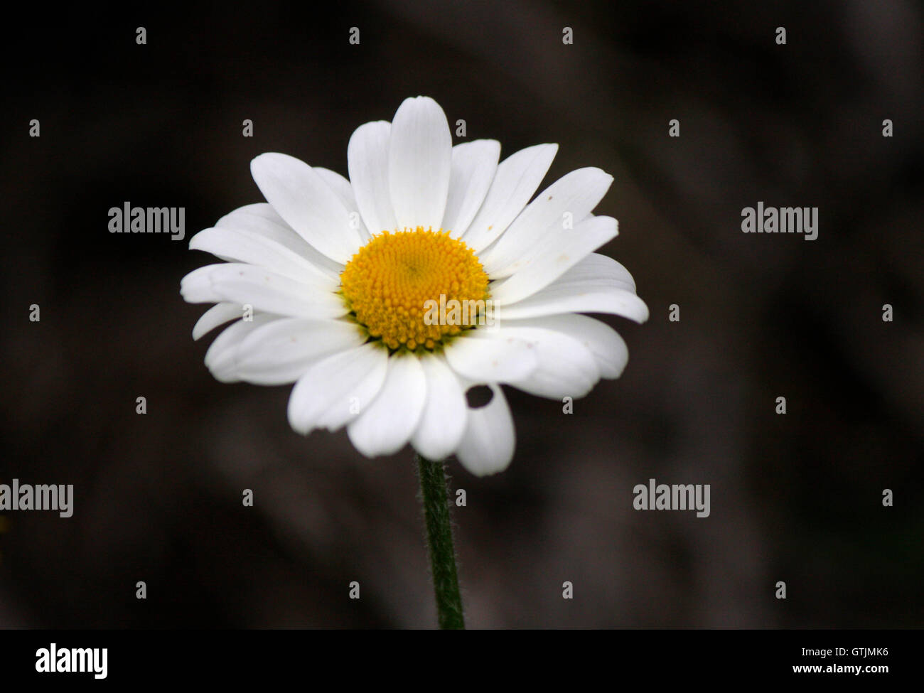 Gaensebluemchen, Blume, Alpen, Oesterreich. Stock Photo