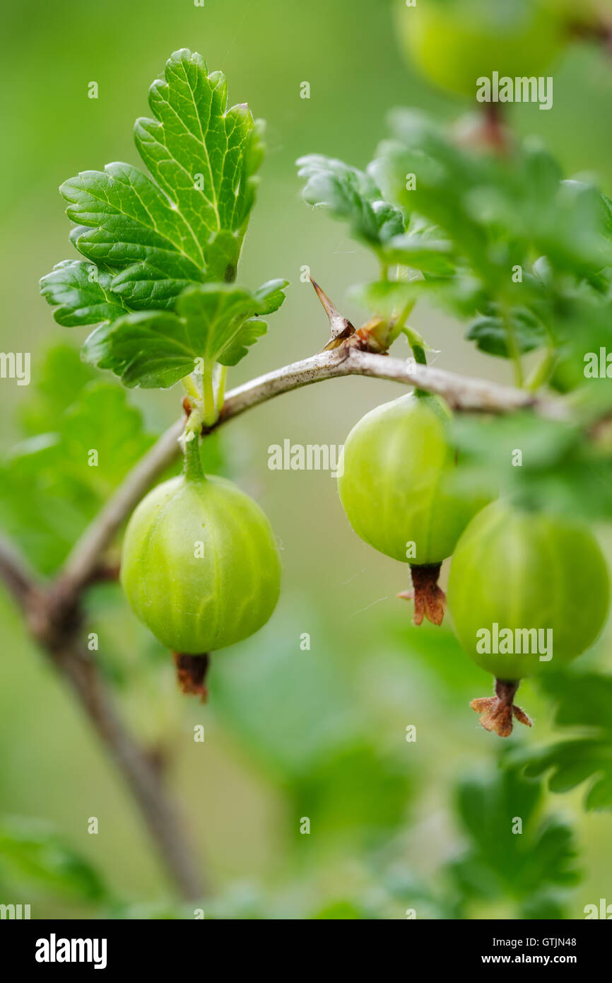 Gooseberry on a branch Stock Photo