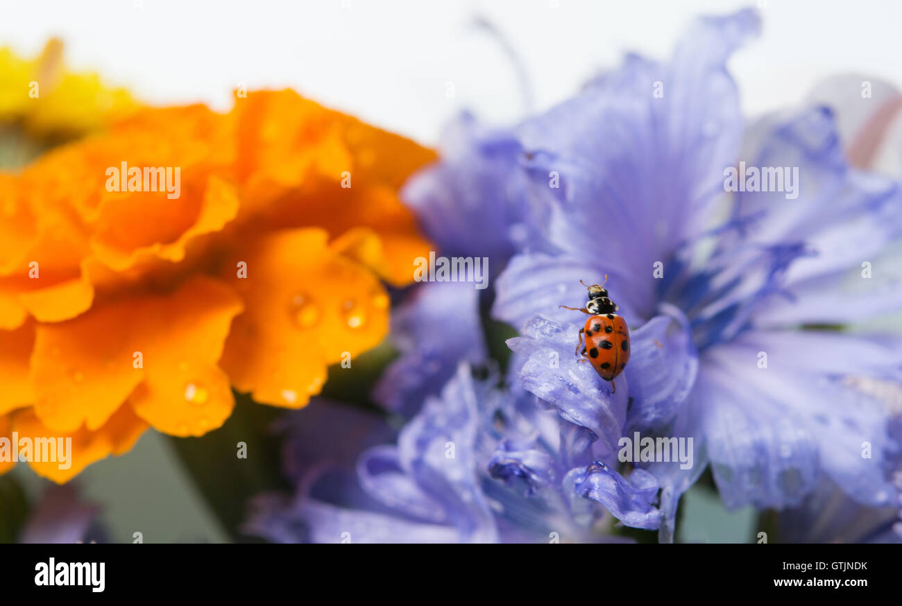 beautiful field flowers with ladybug Stock Photo Alamy