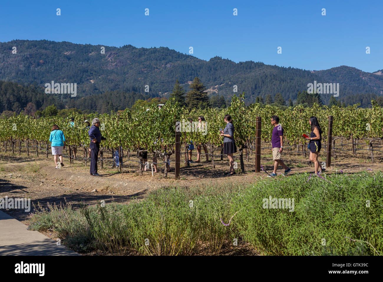 Tourists, vineyard tour, Hall Winery, Napa Valley, Napa County, California Stock Photo