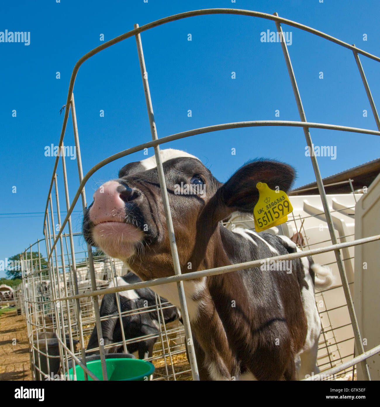 veal calf in pen Stock Photo Alamy