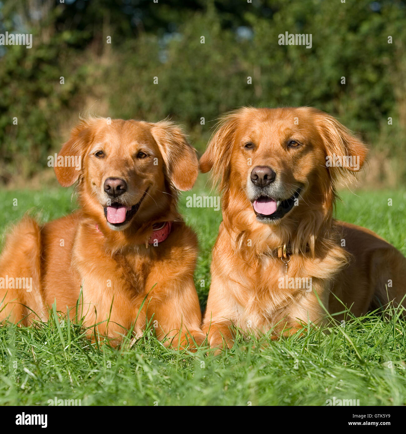 golden retrievers Stock Photo Alamy