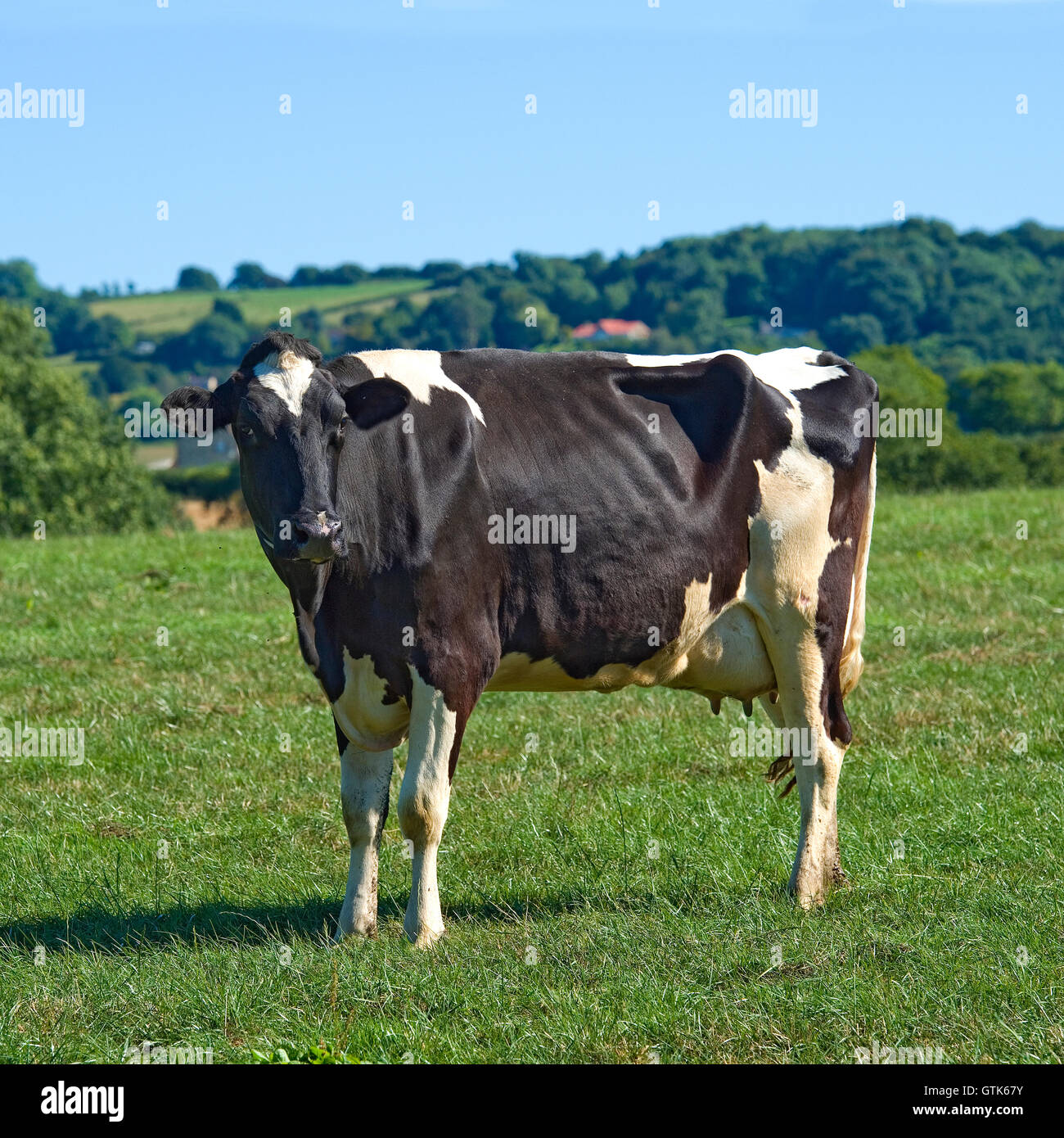 holstein cow Stock Photo