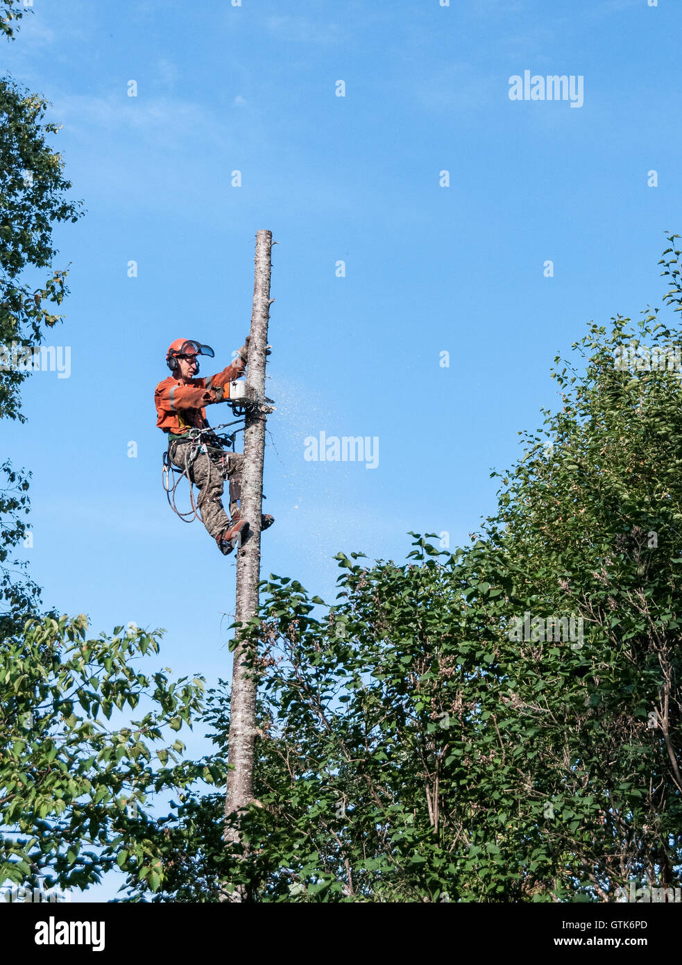Professional lumberjack cutting tree on the top  with a chainsaw in Quebec country, Canada  - Stock Photo