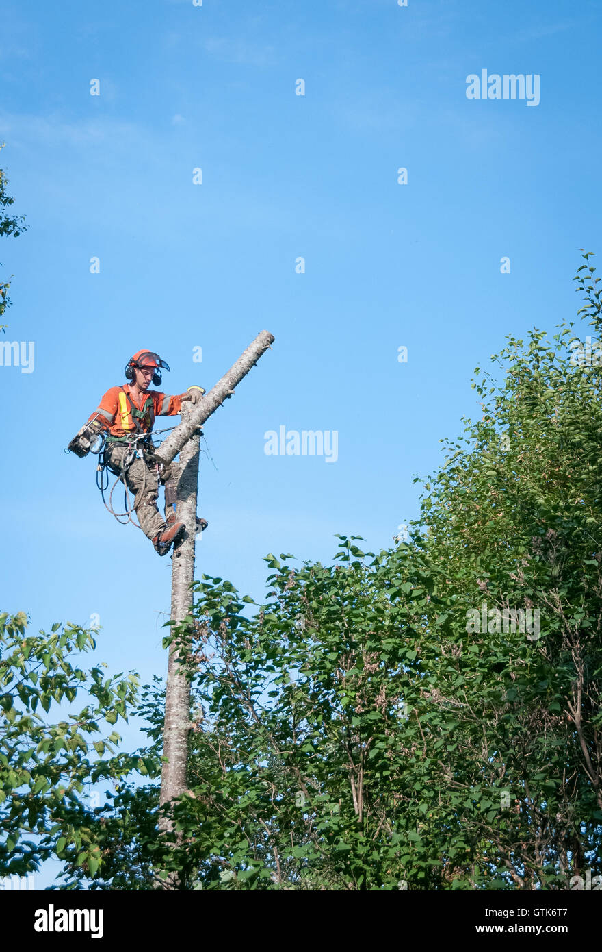Professional lumberjack cutting tree on the top  with a chainsaw in Quebec country, Canada  - Stock Photo
