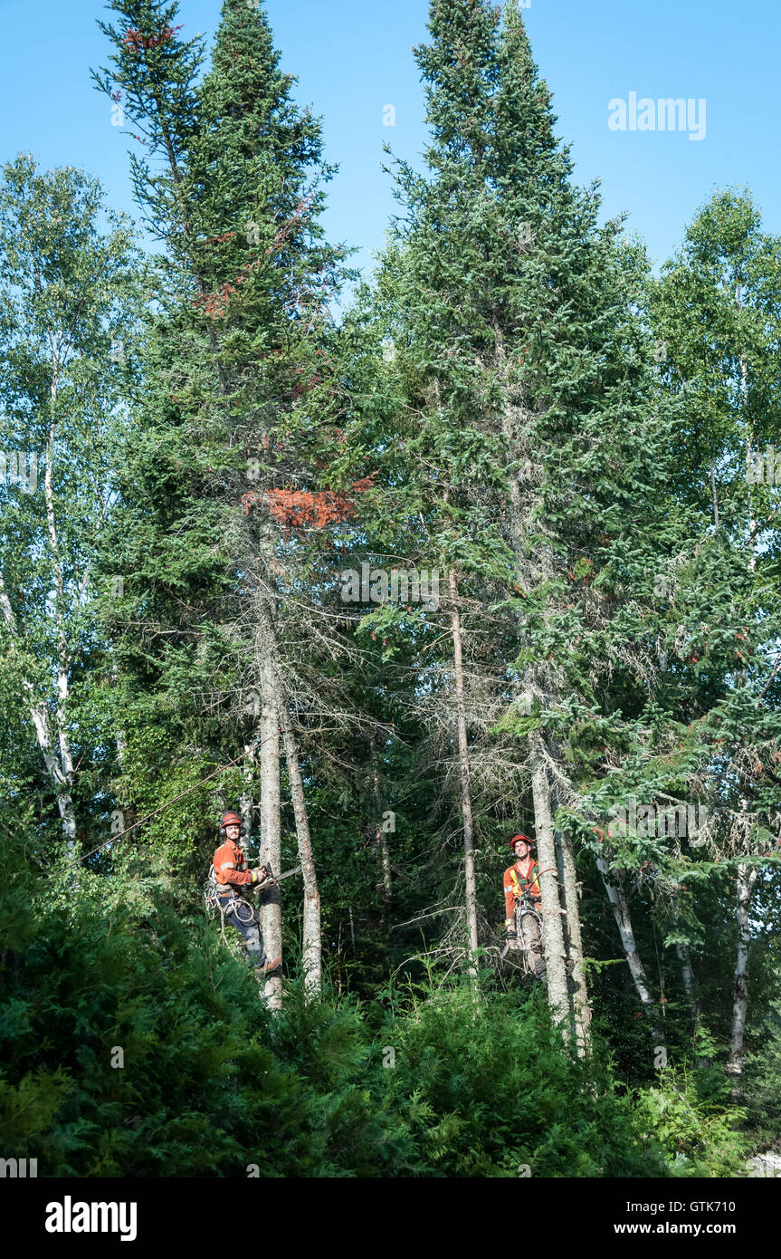 Professional lumberjacks cutting tree on the top with a chainsaw in