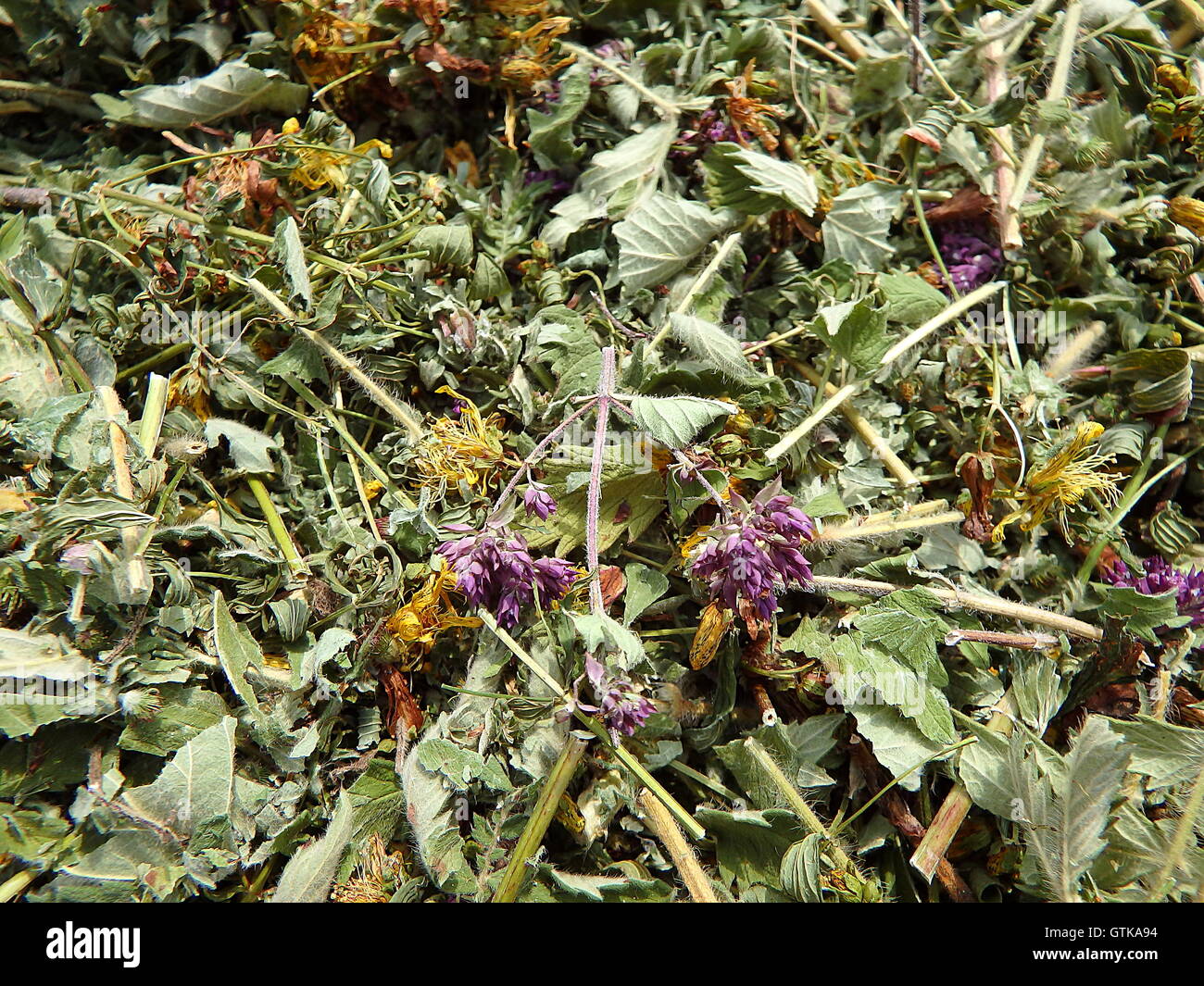 herbs for tea Stock Photo - Alamy