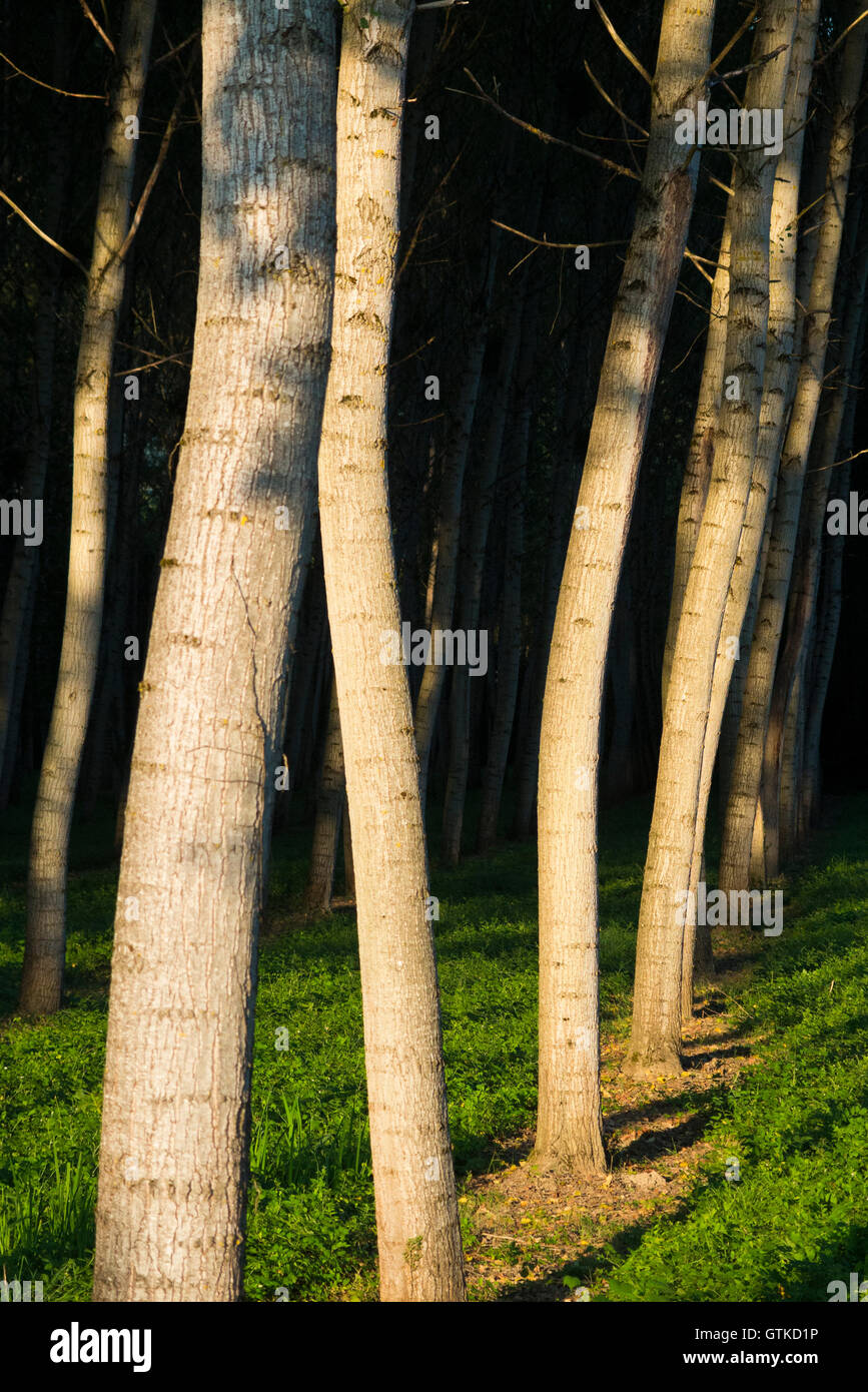 Poplar trees / tree trunks grown in neat rows and columns for forestry