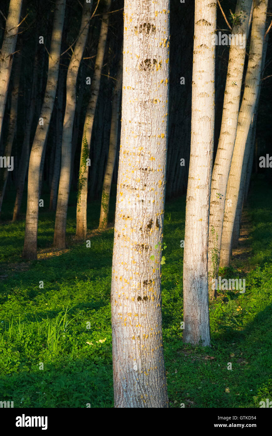 Poplar trees / tree trunks grown in neat rows and columns for forestry