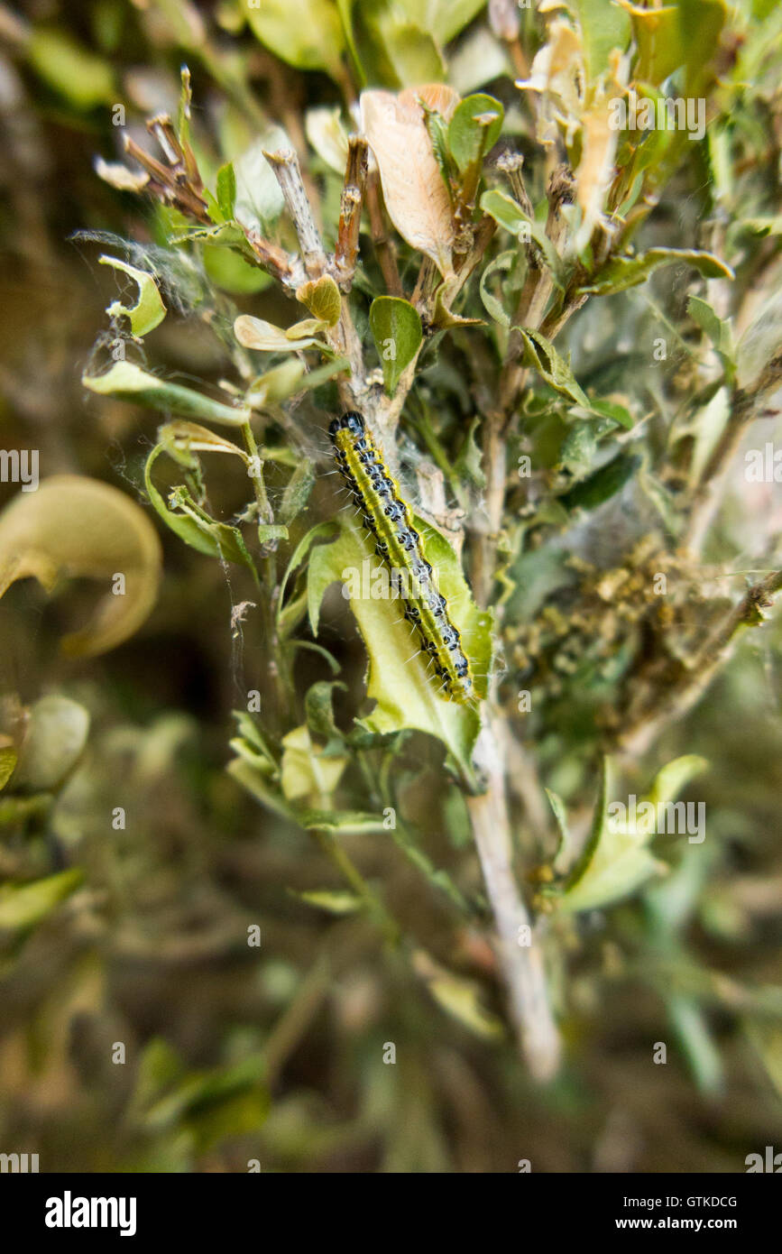 Caterpillar of the Box tree moth, Cydalima perspectalis, eating Box