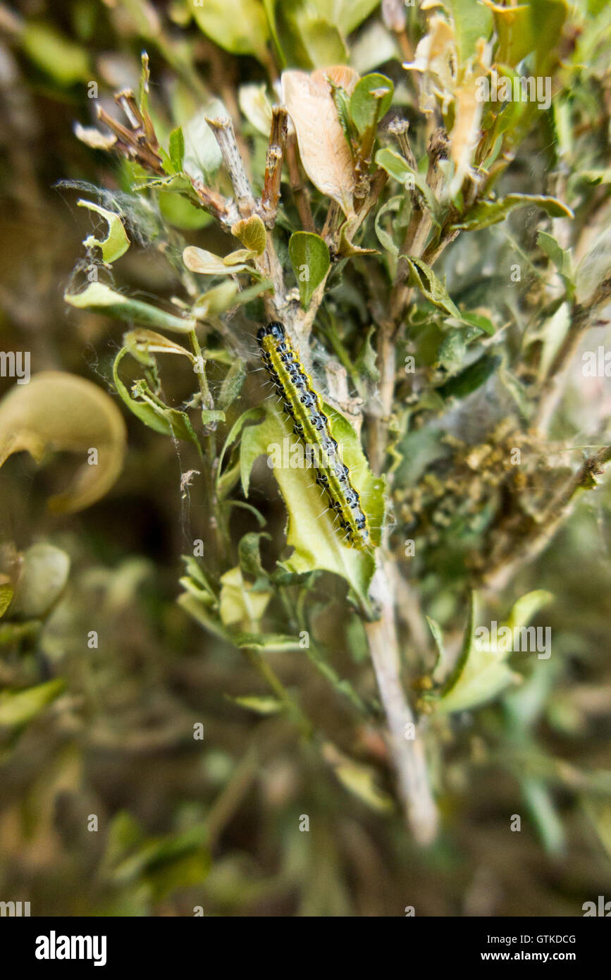 Caterpillar of the Box tree moth, Cydalima perspectalis, eating Box tree leaf / leaves. Stock Photo