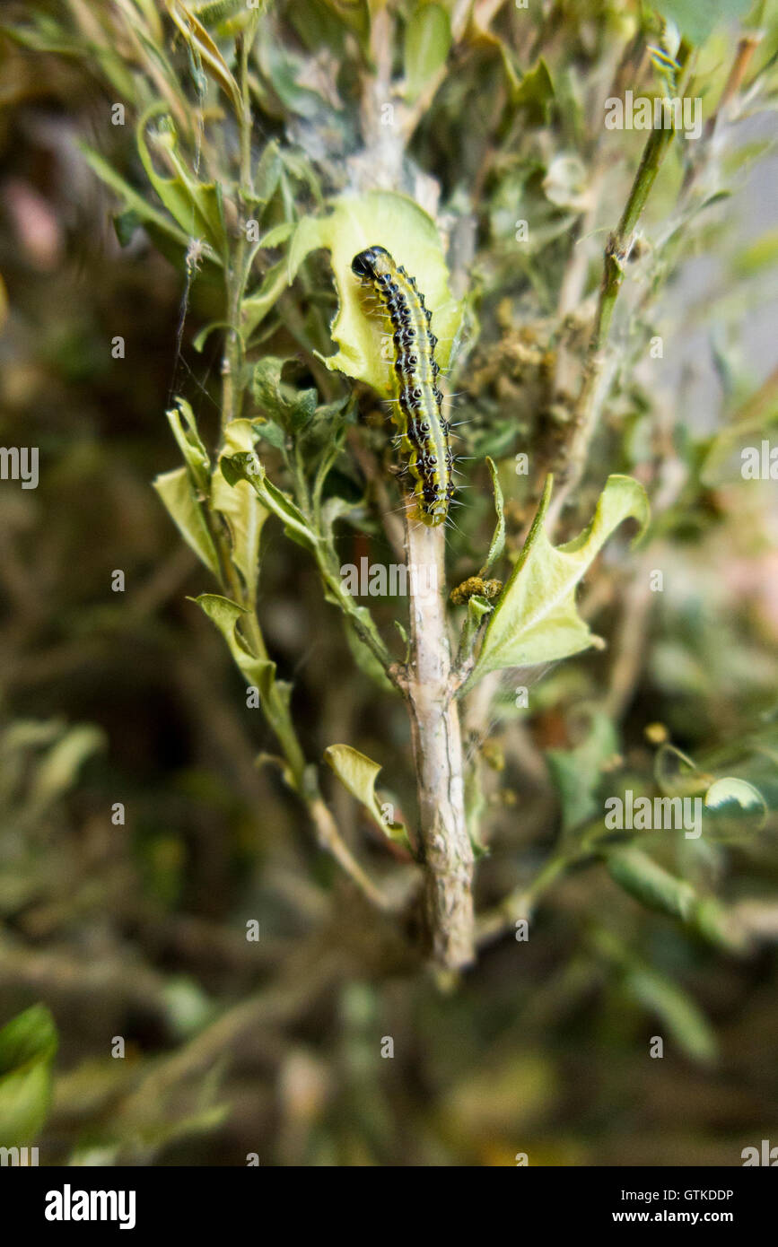Caterpillar of the Box tree moth, Cydalima perspectalis, eating Box tree leaf / leaves Stock