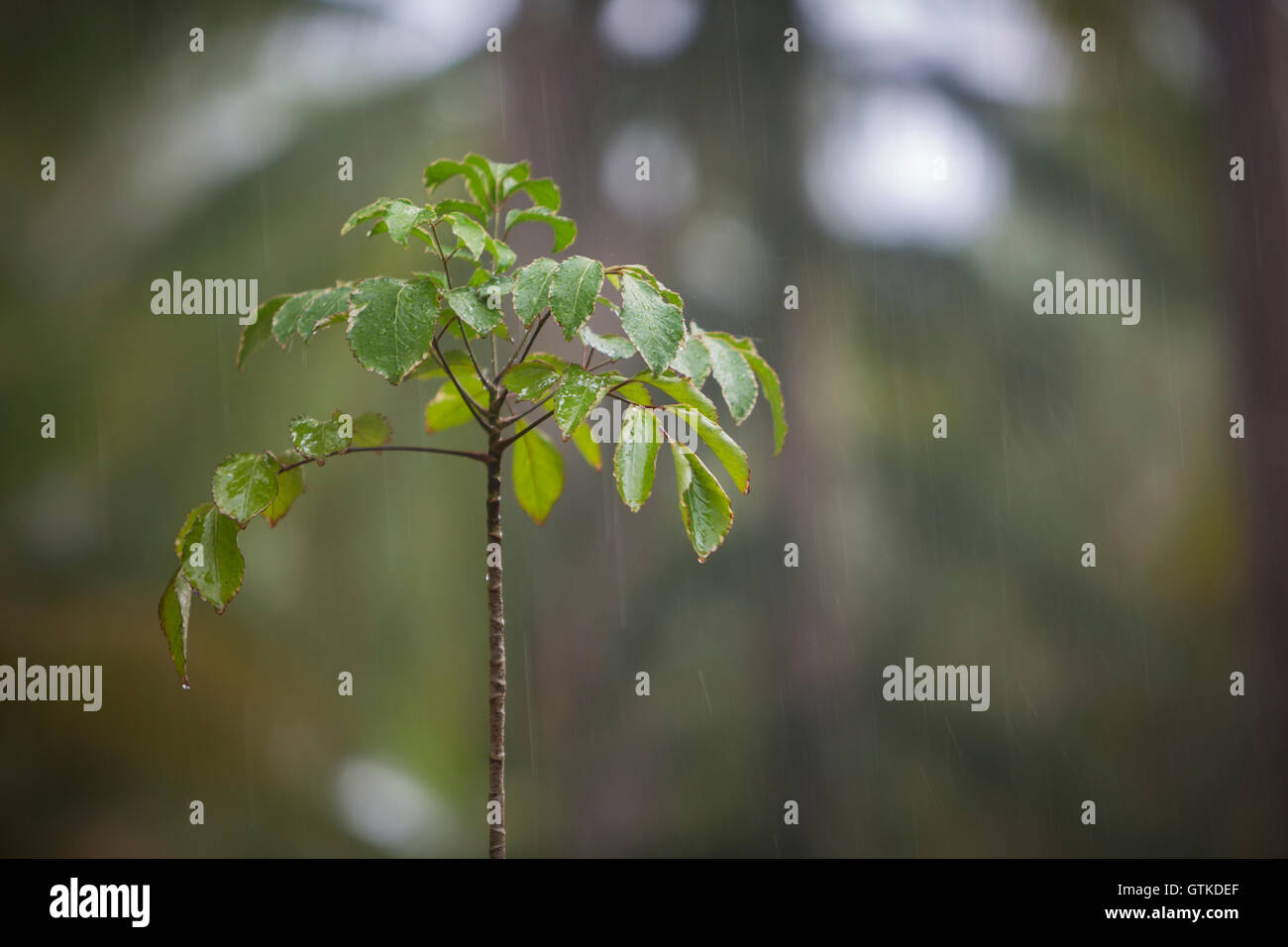 Rain falling on a sapling in a rainforest Stock Photo