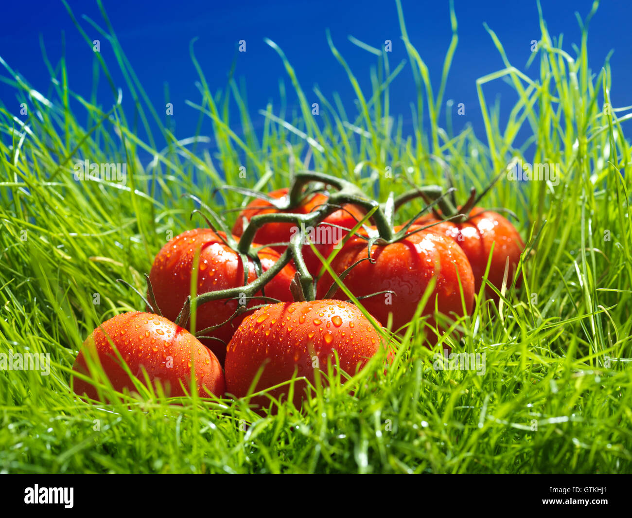 Vine-ripened tomatoes in green grass under blue sky artistic food still life Stock Photo