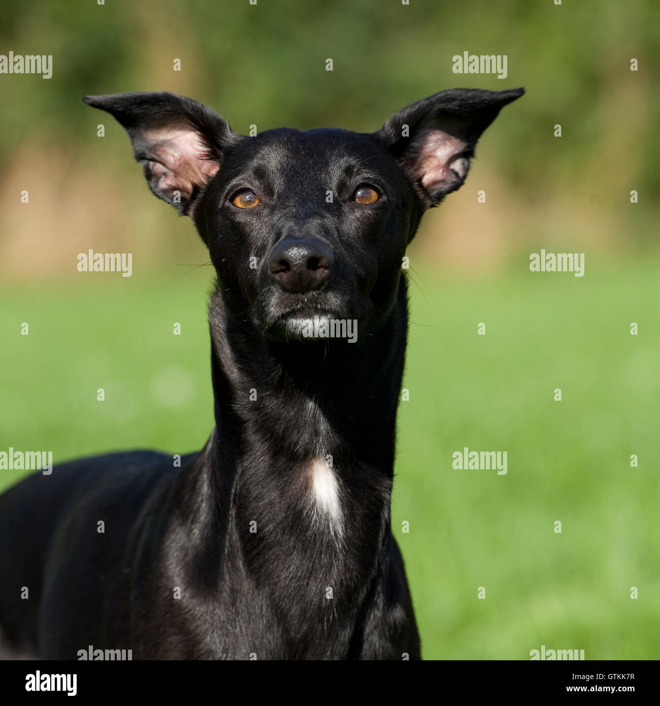 Lurcher Dog Head Stock Photos & Lurcher Dog Head Stock Images Alamy