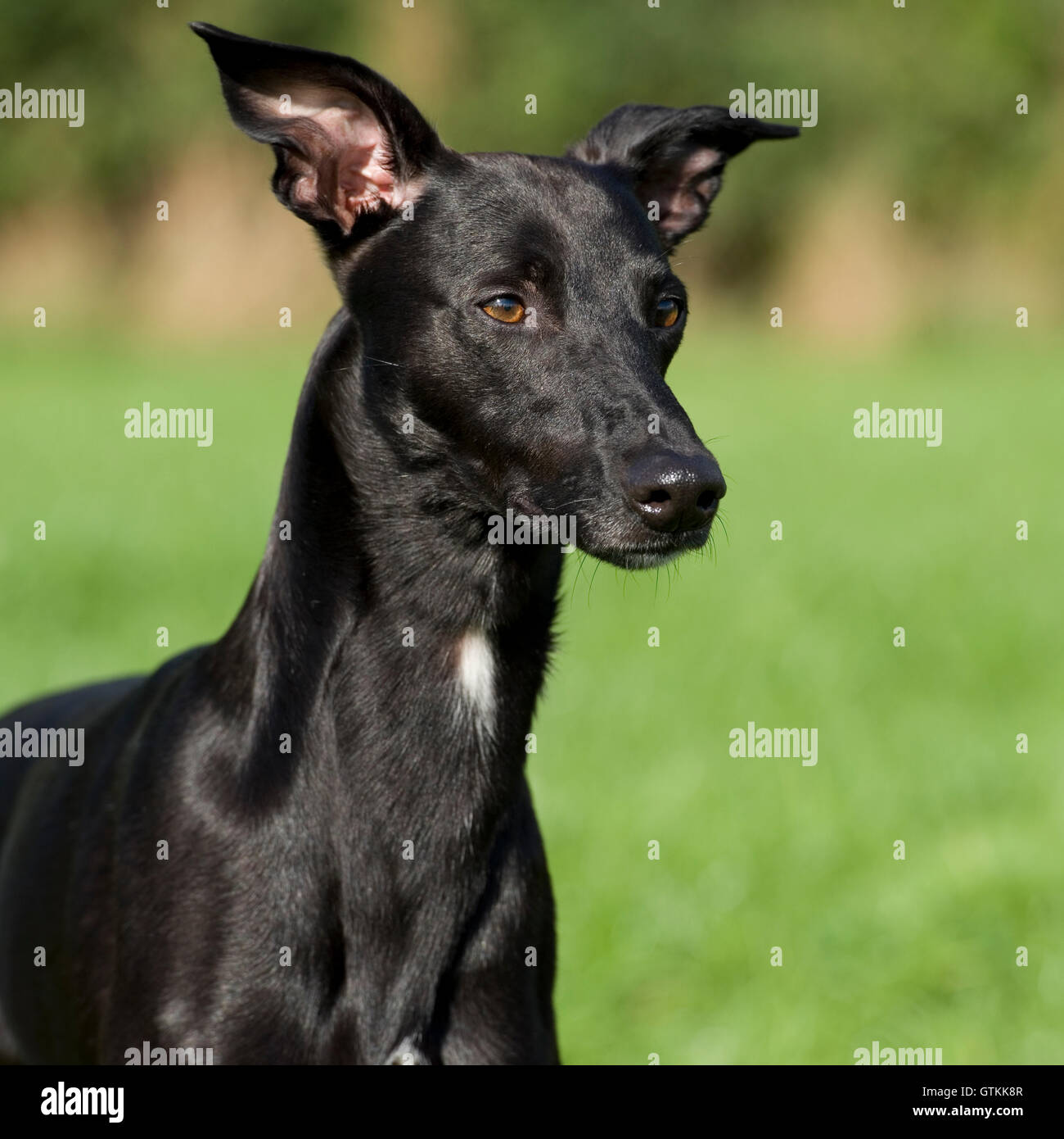 Black Lurcher High Resolution Stock Photography and Images - Alamy