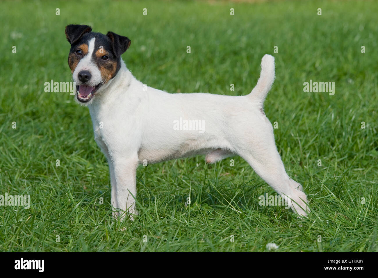 jack russell terrier Stock Photo Alamy
