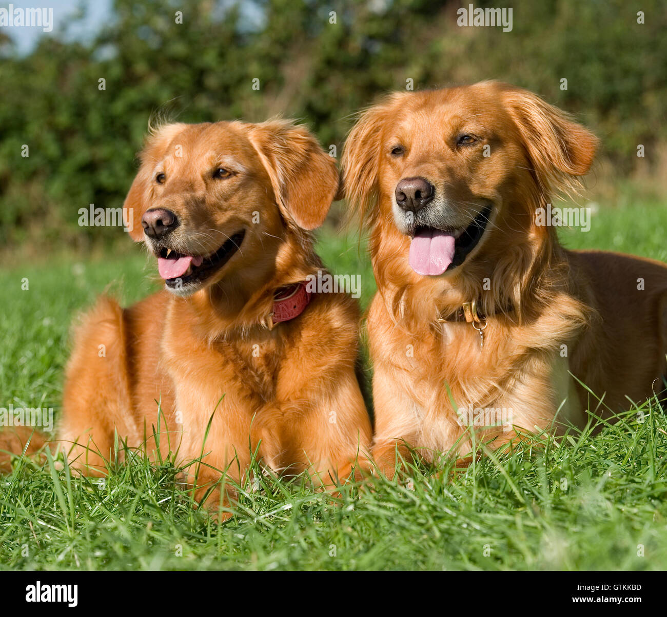 Golden Retriever Lying Down High Resolution Stock Photography and
