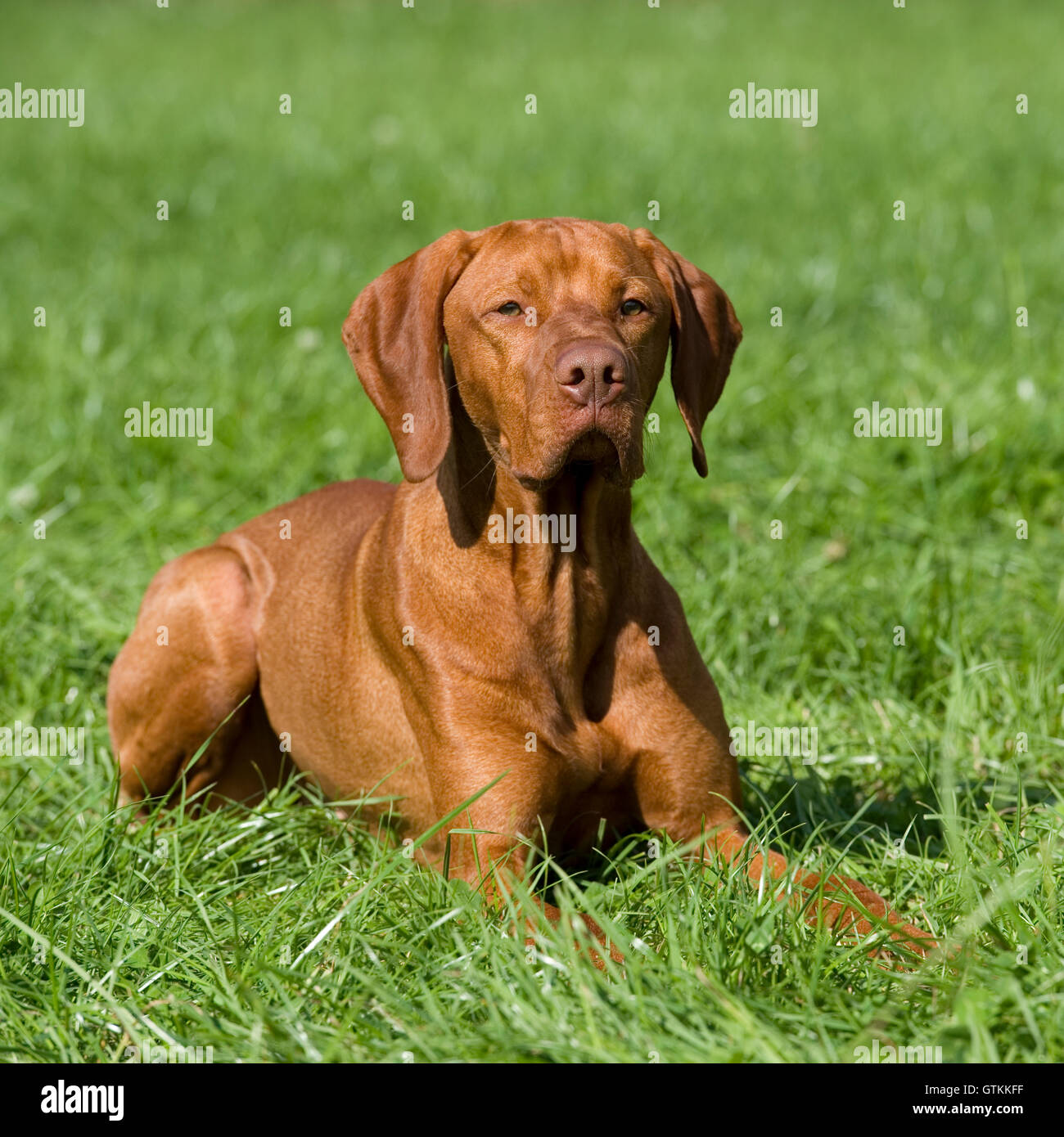 vizsla Stock Photo - Alamy