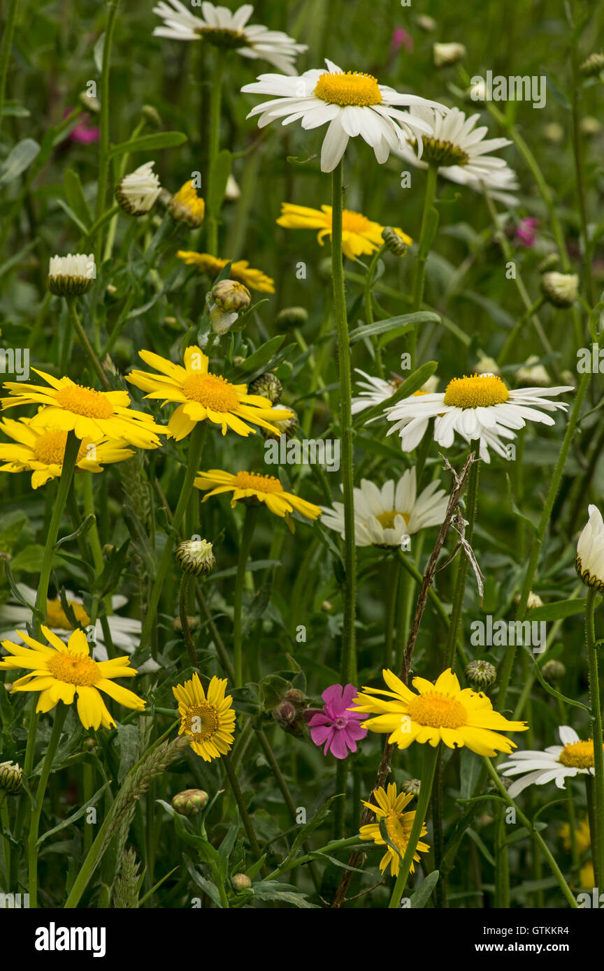 Two flowers of disturbed ground and field edges Stock Photo