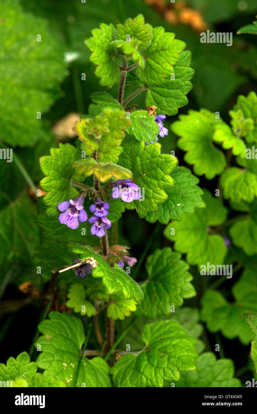Ground Ivy. Common in hedgerows and wood edges. Popular with bees Stock Photo