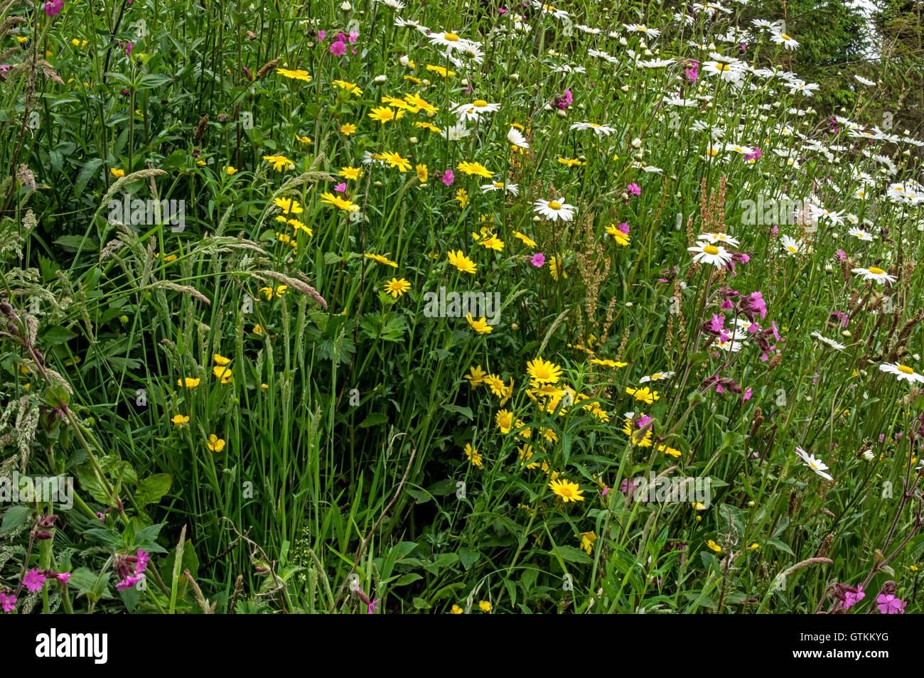 Arable weeds. Typical plants include Oxe-eye Daisies and Corn Marigold Stock Photo