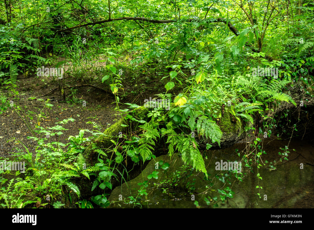 This type of woodland can be found in high rainfall areas in western Britain Stock Photo