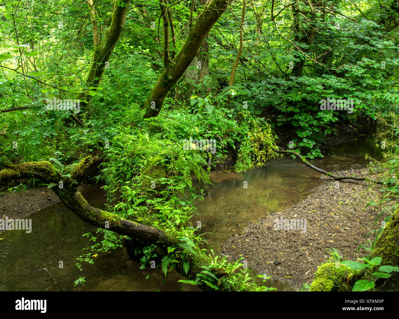 Wet woodland.This type of woodland can be found in high rainfall areas in western Britain Stock Photo