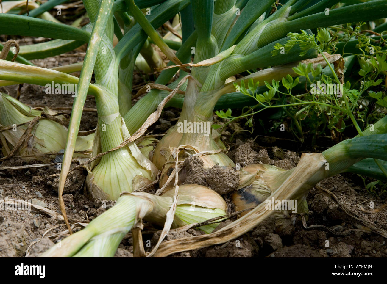 Onion growers hi-res stock photography and images - Alamy