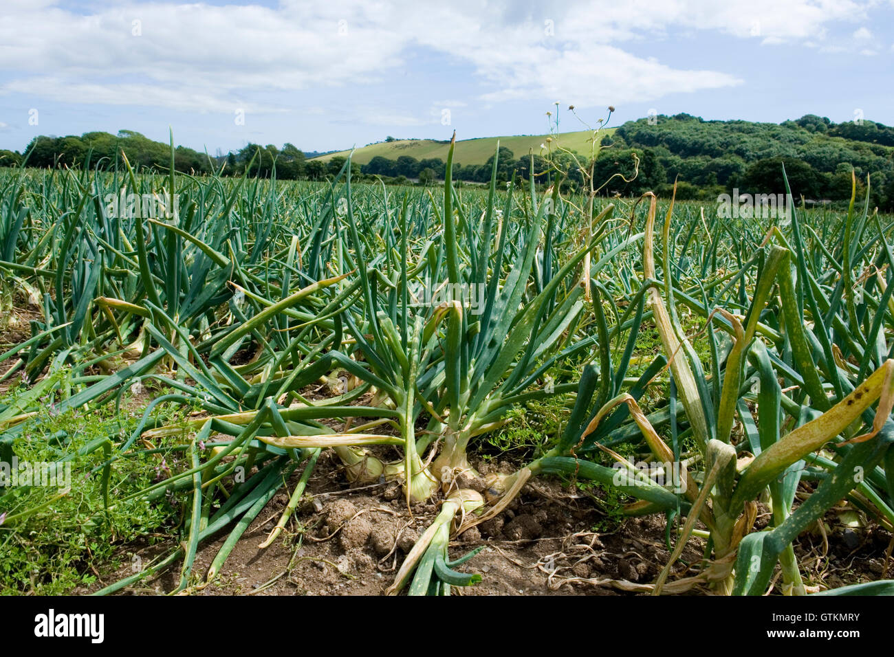 onions growing in field Stock Photo Alamy