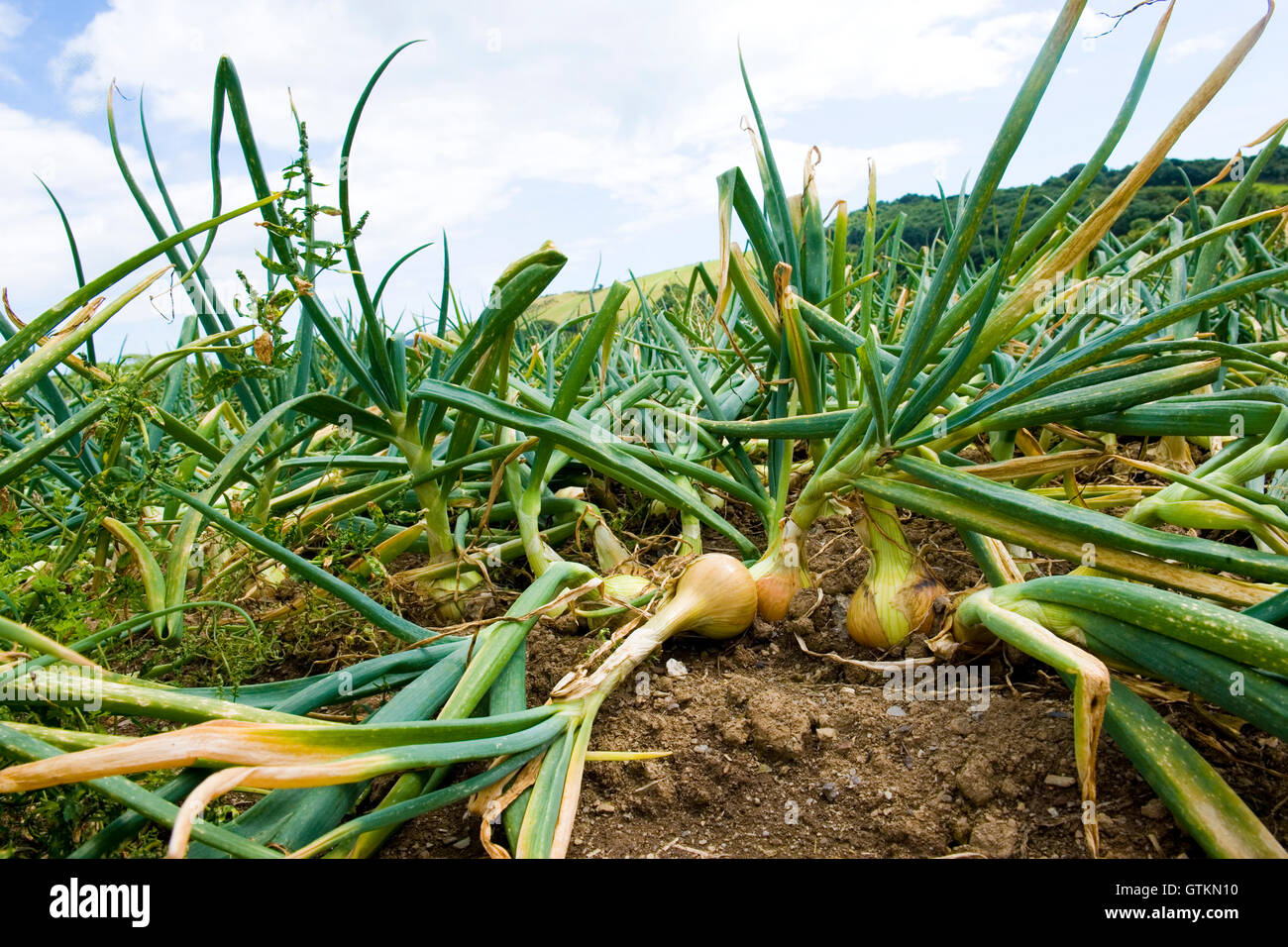 growing onions Stock Photo