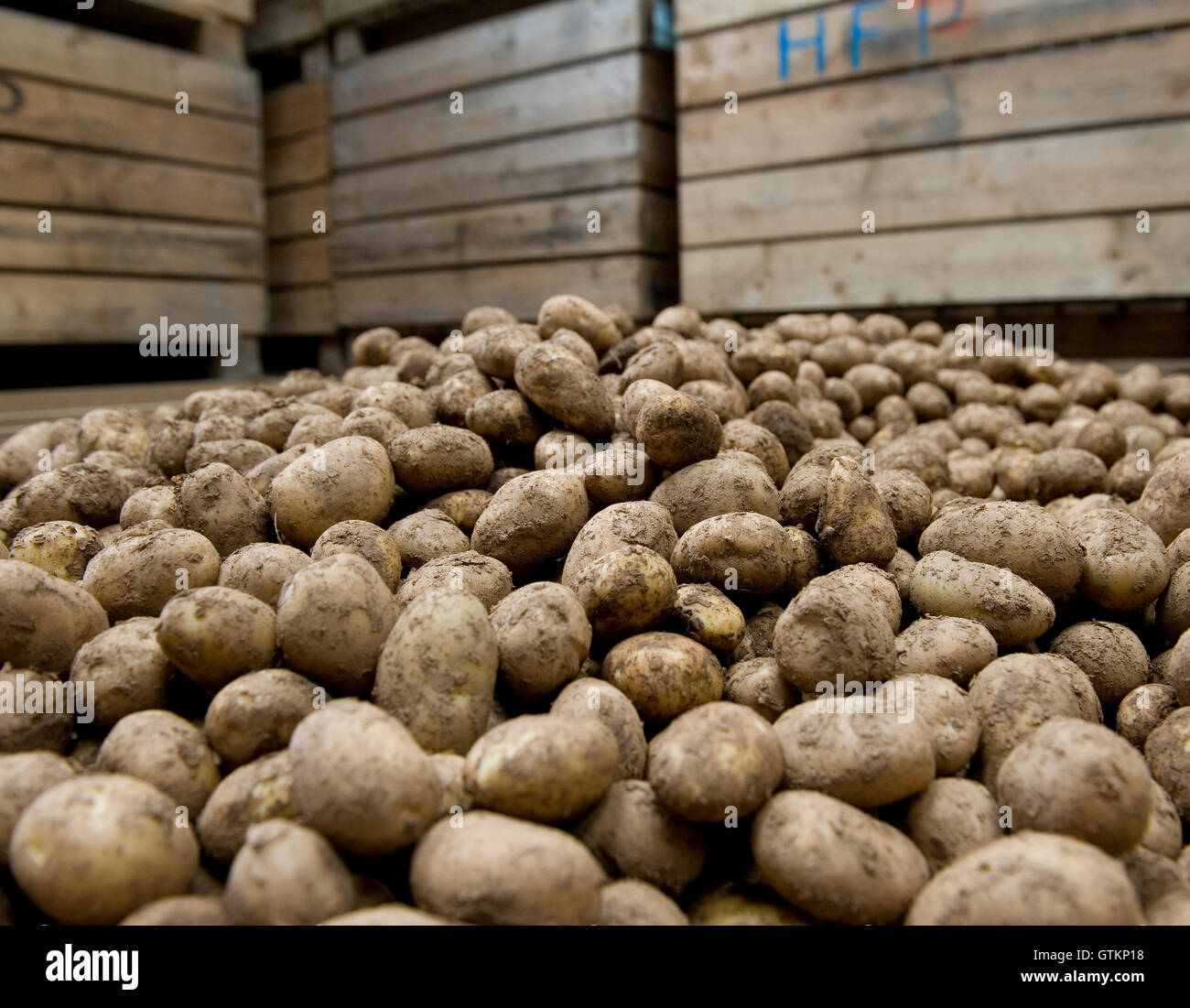 potatoes Stock Photo