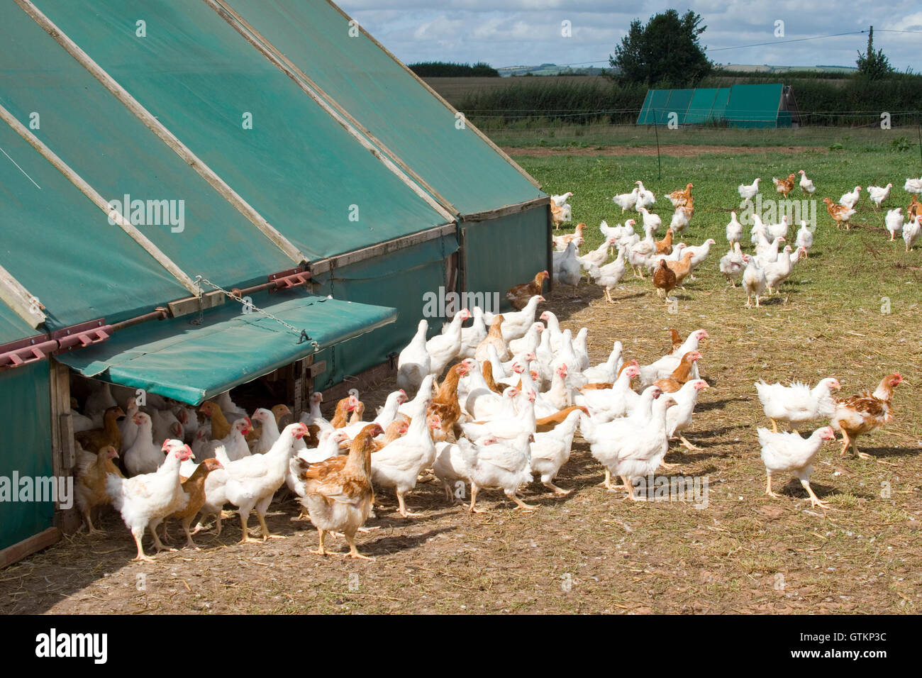 free range chickens coming out of chicken shed Stock Photo