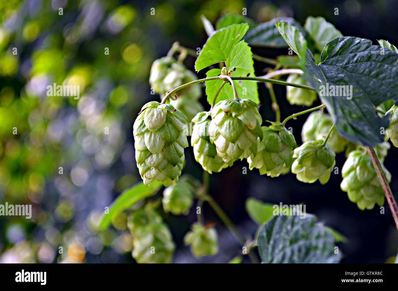Hop cones hi-res stock photography and 