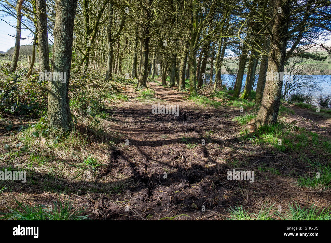 A muddy woodland path with the sun shining through the trees with a ...